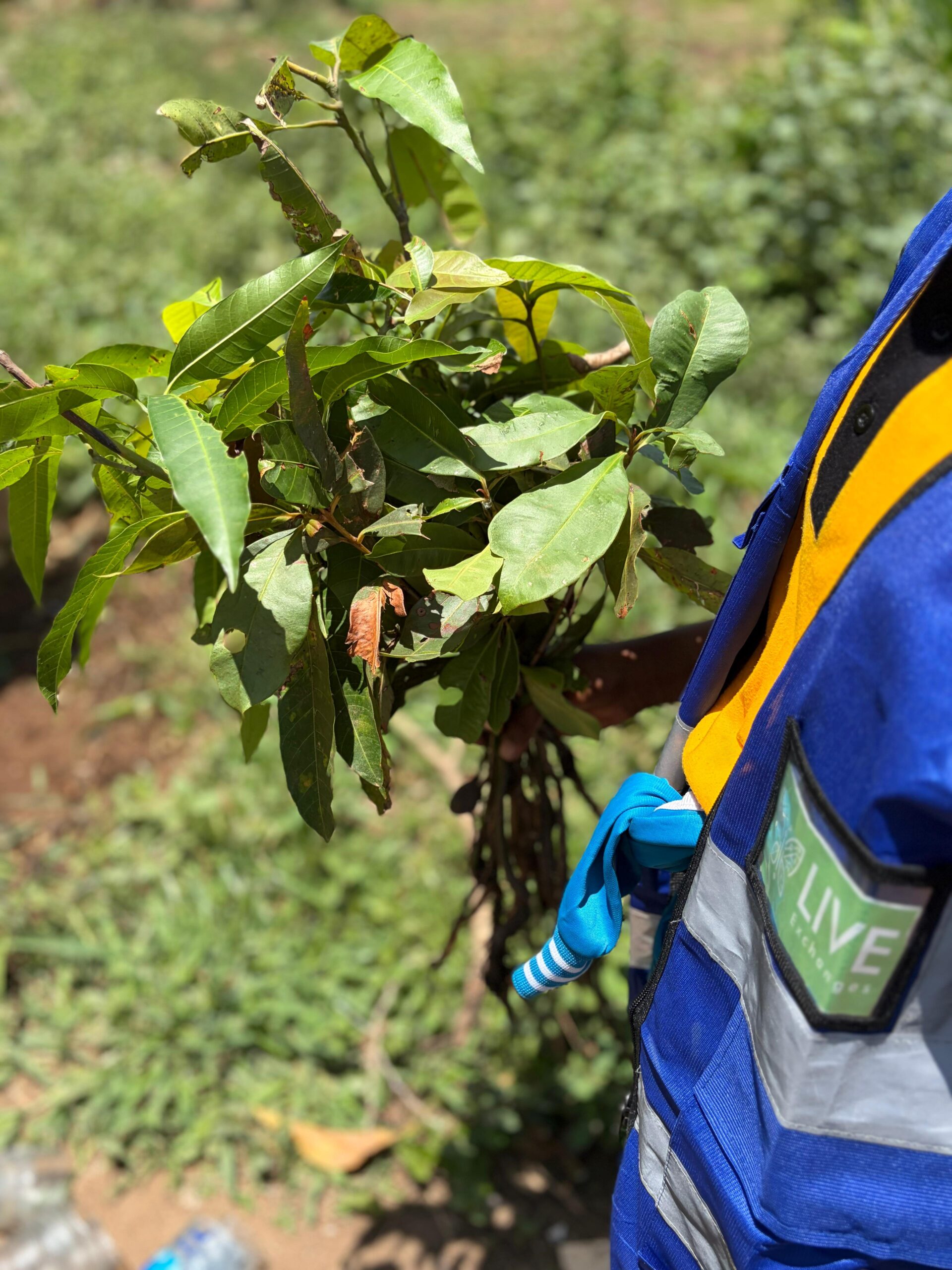 LIVE-EX in Zimbabwe: A Greener School Environment at Mutambara High